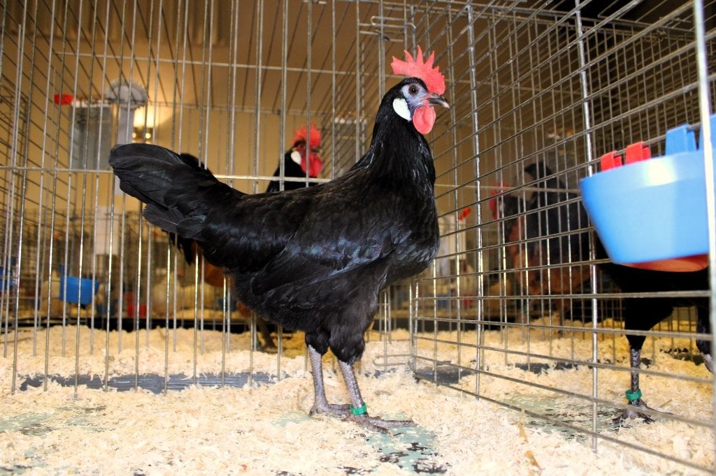 trio (1 haan en 2 hennen) spaanse witwangen, Poule ou poulet