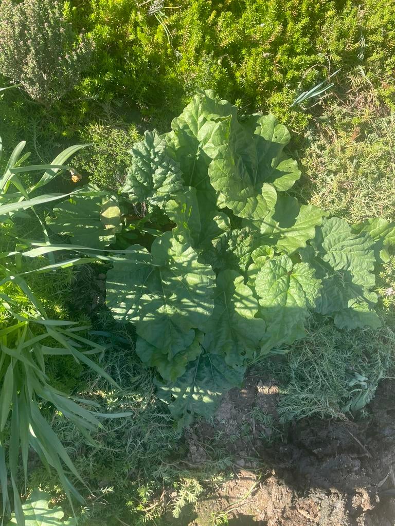 Rabarberplant, Ophalen