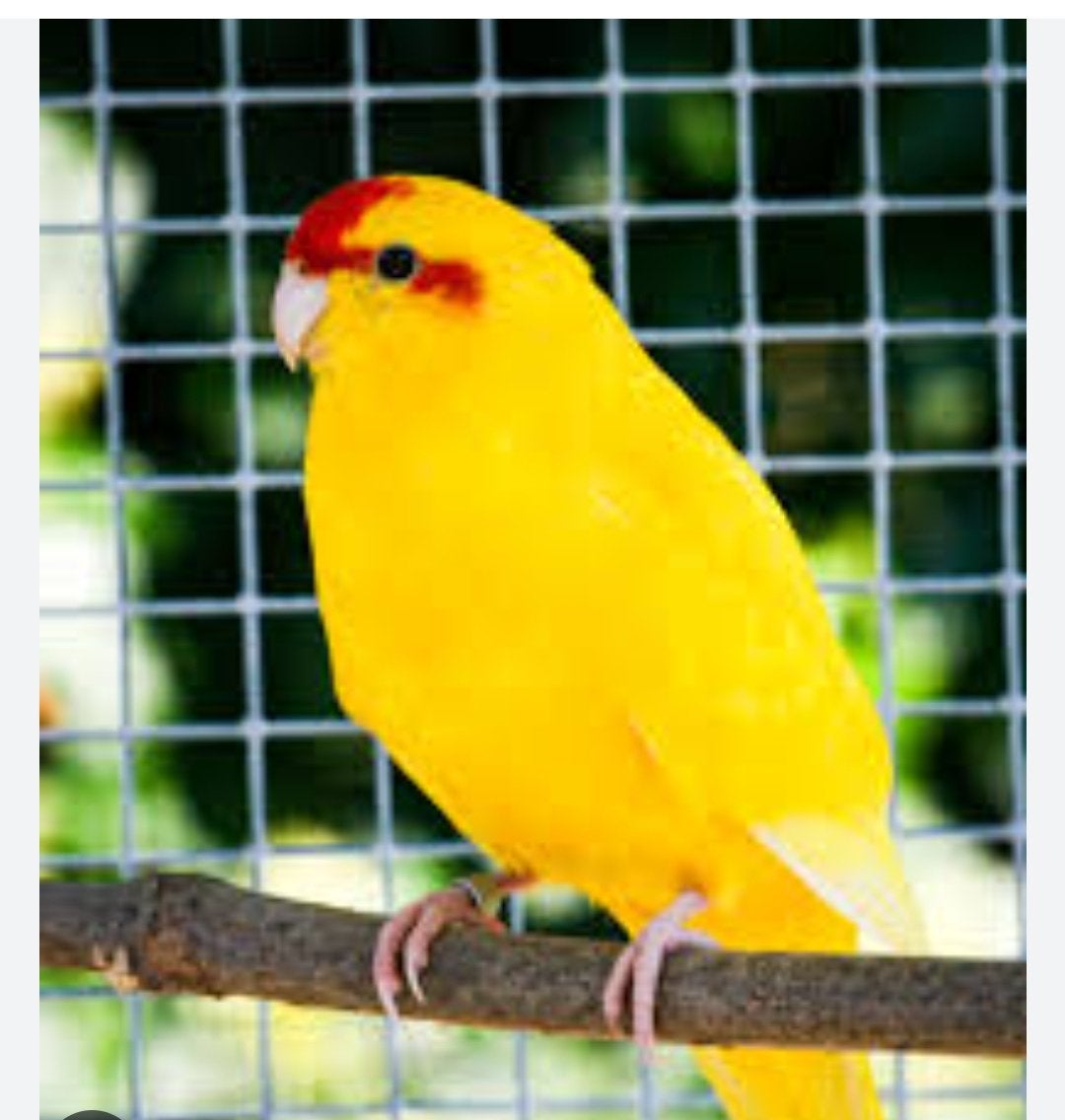 Kakariki a vendre