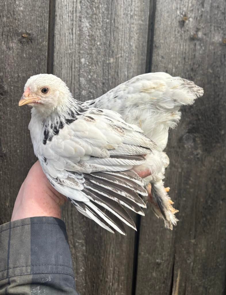 Brahma kriel columbia, Vrouwelijk, Kip