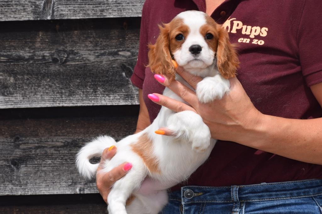 Chiots épagneuls Cavalier King Charles, Animaux & Accessoires, Chiens | Retrievers, Épagneuls & Chiens d'eau, 15 semaines à 1 an