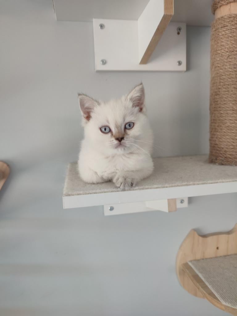 Britse Korthaar kitten, Dieren en Toebehoren, Katten en Kittens | Raskatten | Korthaar, Kater, 0 tot 2 jaar, Gechipt, Ontwormd