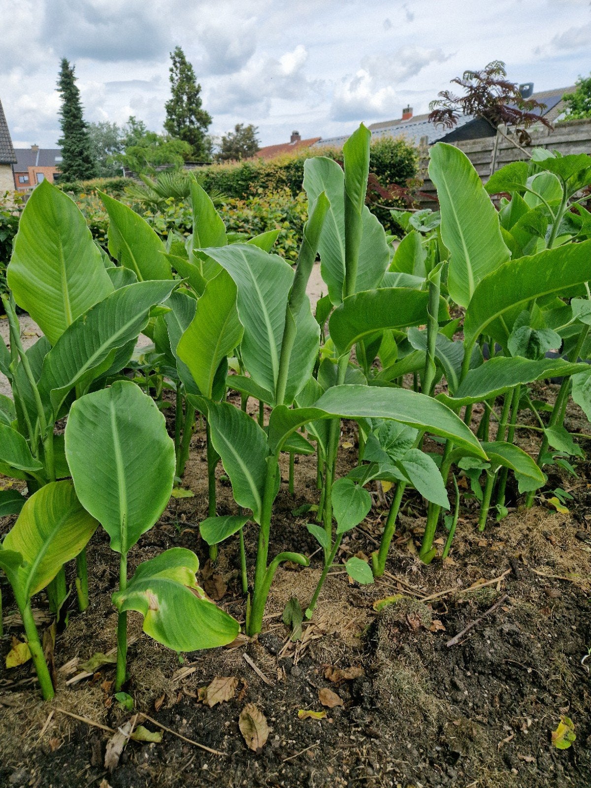 Canna Teurckheimii & Canna musafolia rubrum 3stuks 10€, Volle zon, Vaste plant, Zomer, Ophalen