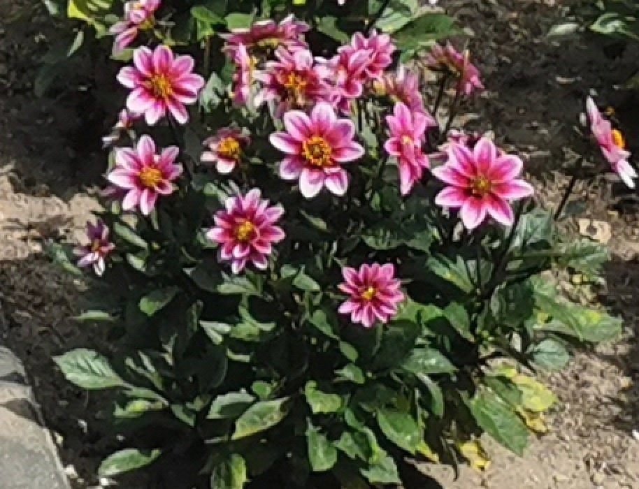Dahlia planten roos/wit laagblijvend, Volle zon, Vaste plant, Zomer, Ophalen