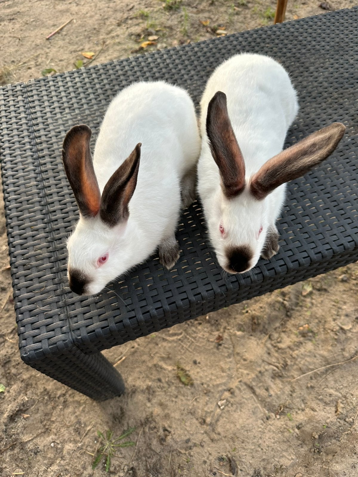 Vlees konijnen  / voedsters, Dieren en Toebehoren, Konijnen