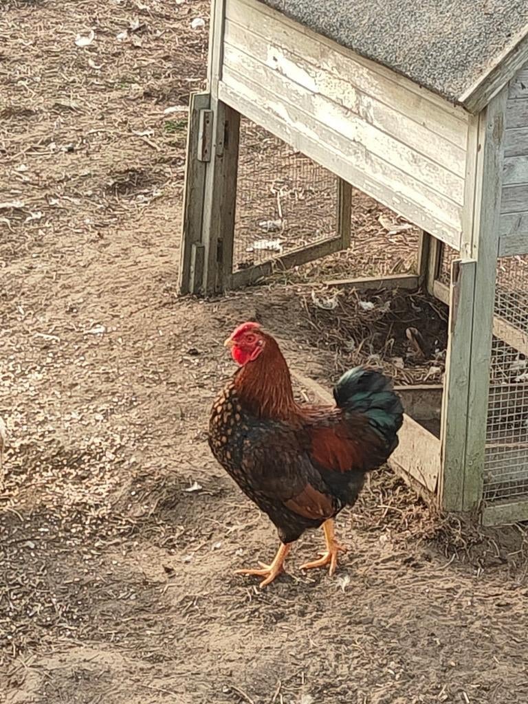 Mooie wayndotte kriel hanen, Dieren en Toebehoren, Pluimvee