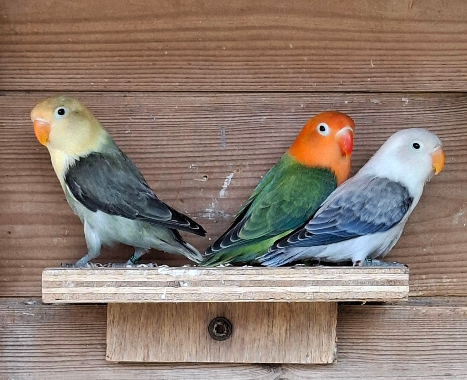 Jonge dwergpapegaaitjes, Meerdere dieren, Dwergpapegaai of Agapornis, Geringd