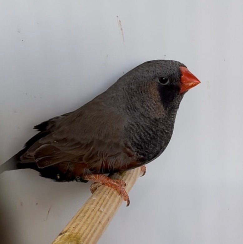 Meer dan 30 koppels Charcoals te koop, zebravinken, exoten, Dieren en Toebehoren