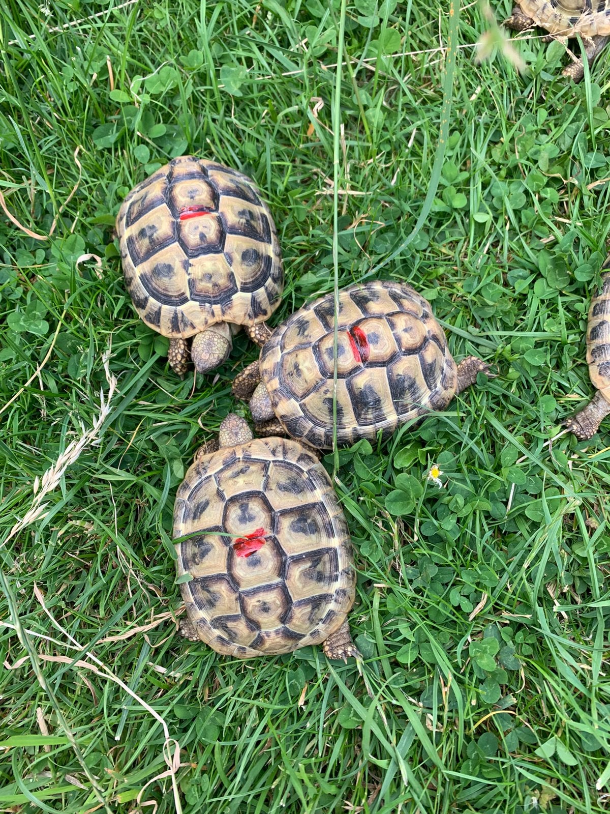 Tortue terrestre grecque - Testido Hermanni Boetgerie, Animaux & Accessoires, Reptiles & Amphibiens, Tortue, Domestique, 3 à 6 ans