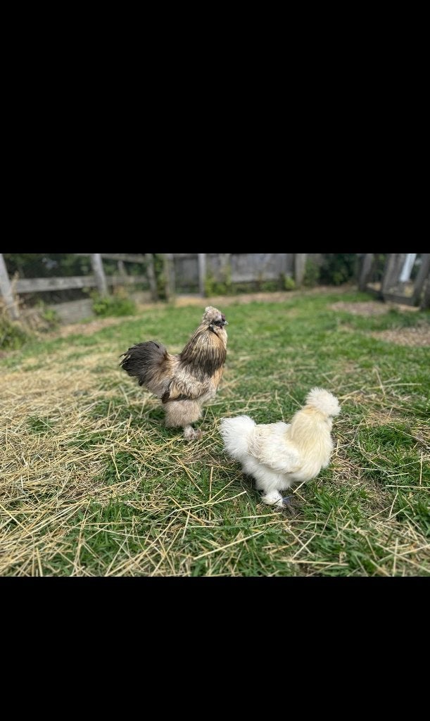Zijdehoen 3stuks, Dieren en Toebehoren, Pluimvee, Meerdere dieren, Kip