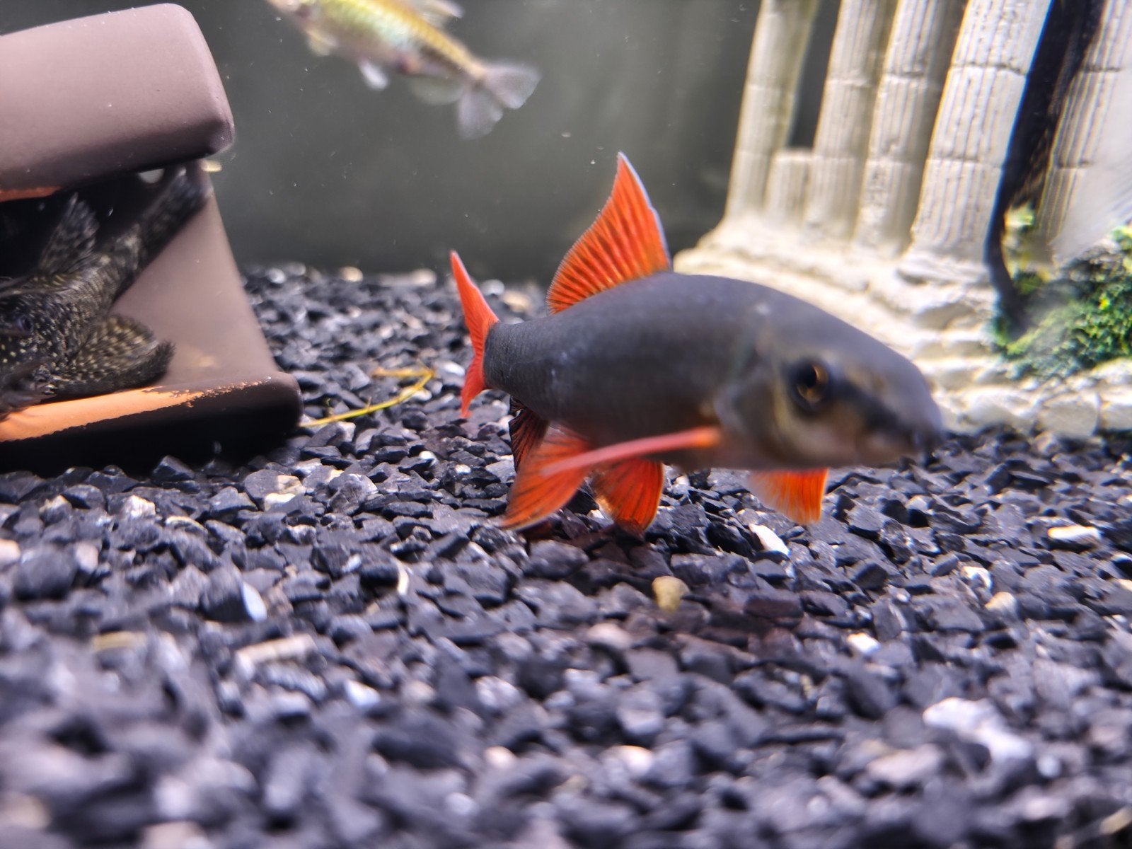 labeo 2, Animaux & Accessoires, Poisson, Poisson d'eau douce