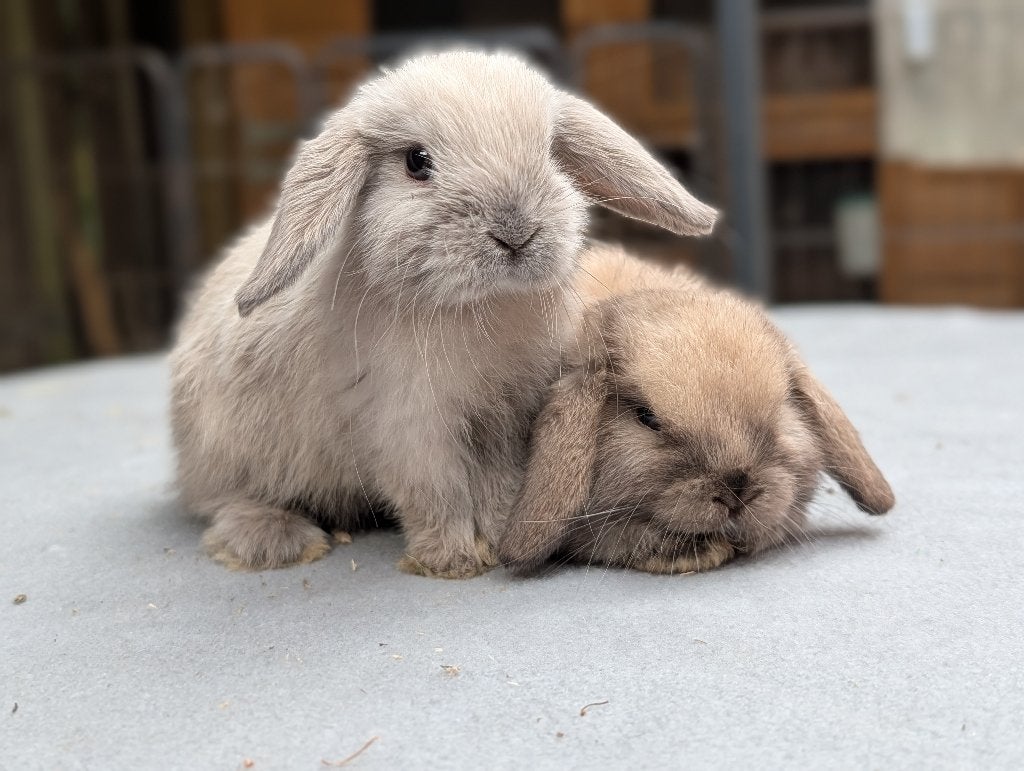 Lieve minilop x nhd konijntjes, Meerdere dieren, Dwerg, Hangoor, 0 tot 2 jaar