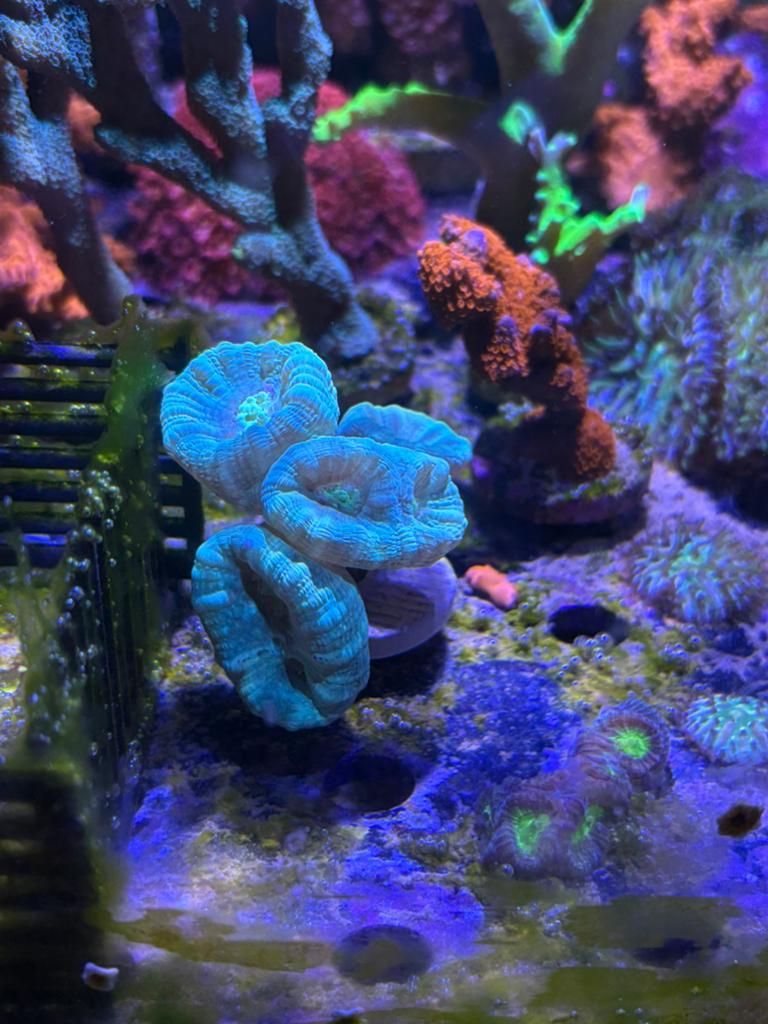 Muntgroene caulustrea, Dieren en Toebehoren, Vissen | Aquariumvissen, Overige typen, Zoutwatervis