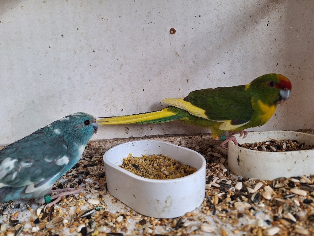 Kakariki's, Plusieurs animaux, Perruche, Bagué
