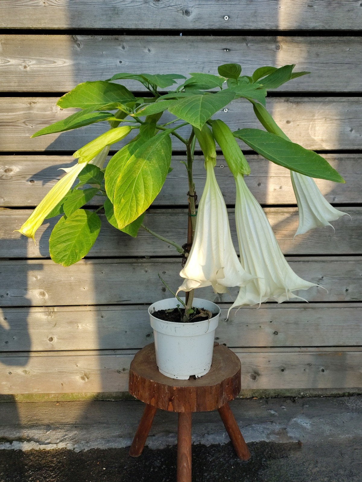 trompetplant., Tuin en Terras, Ophalen