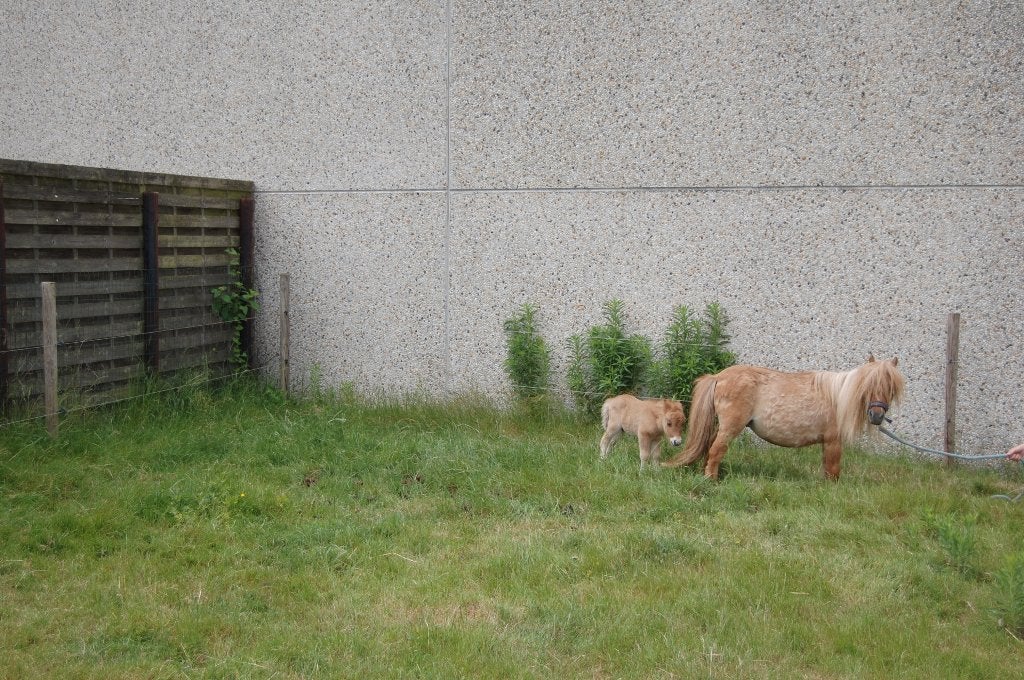 Stamboek shetland merrie met hengsteveulen te koop, Dieren en Toebehoren, Pony's, Merrie, Met stamboom, Gechipt, Ontwormd, Ingeënt