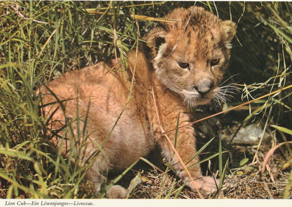 LEEUWENWELP, Verzamelen, Postkaarten | Dieren, Verzenden, Ongelopen, Wild dier