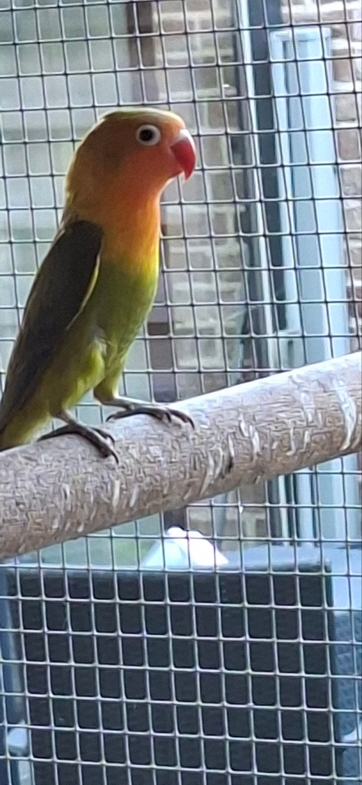Agapornis