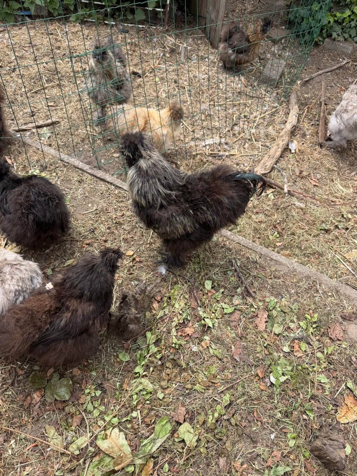 Zijdehoenen verschillende kleurslagen, hanen en hennen, Animaux & Accessoires, Volatiles, Poule ou poulet, Plusieurs animaux