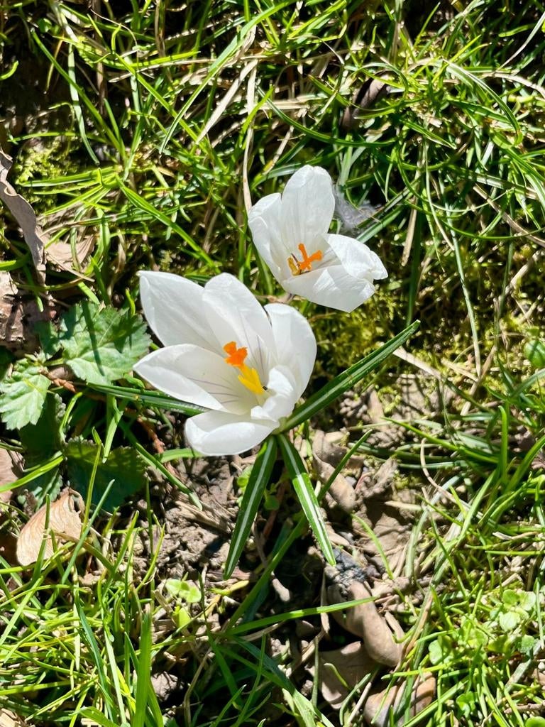 Cherche jardinier indépendant sous traitant