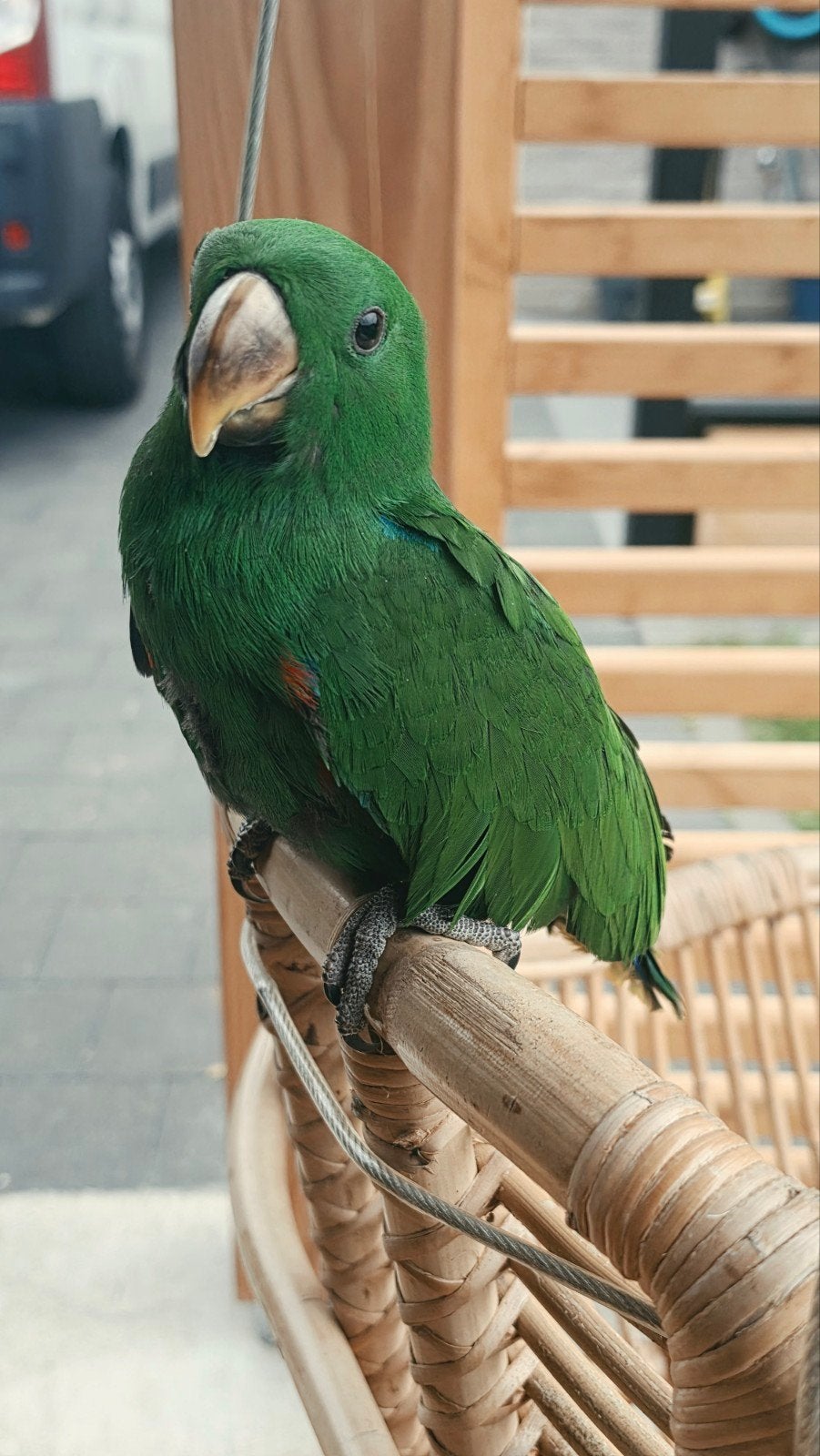 Jonge, handtamme edelpapegaai (man), Dieren en Toebehoren, Mannelijk, Papegaai, Tam
