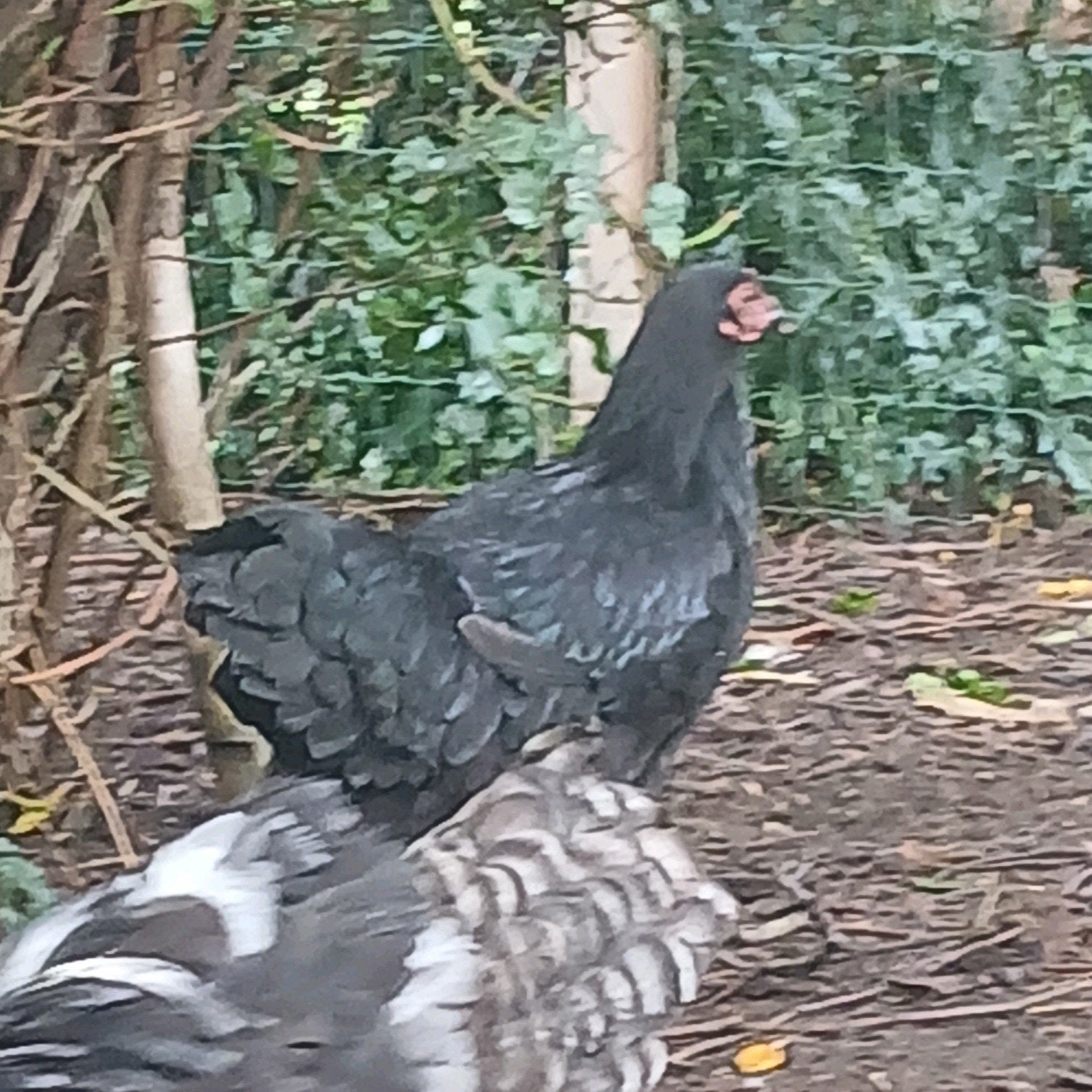 mooie brahma-legkip HEN., Dieren en Toebehoren, Vrouwelijk, Kip