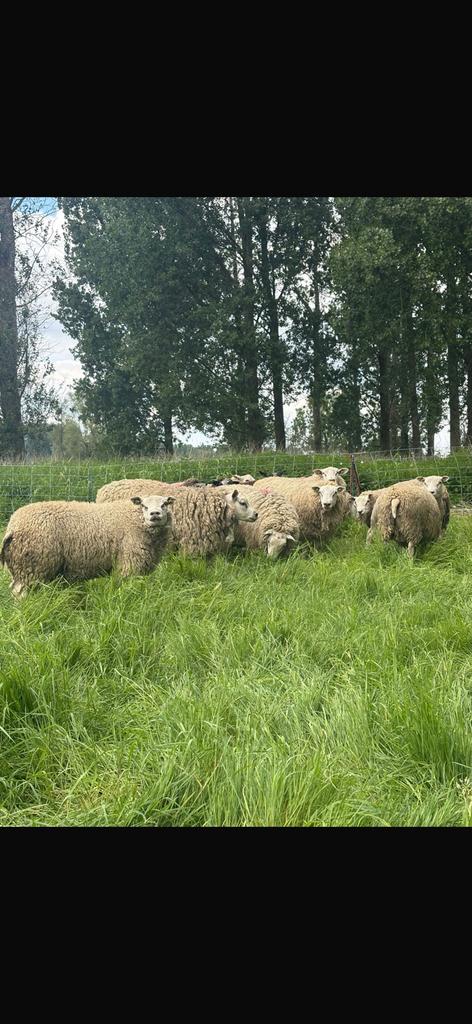 Rammen, Dieren en Toebehoren