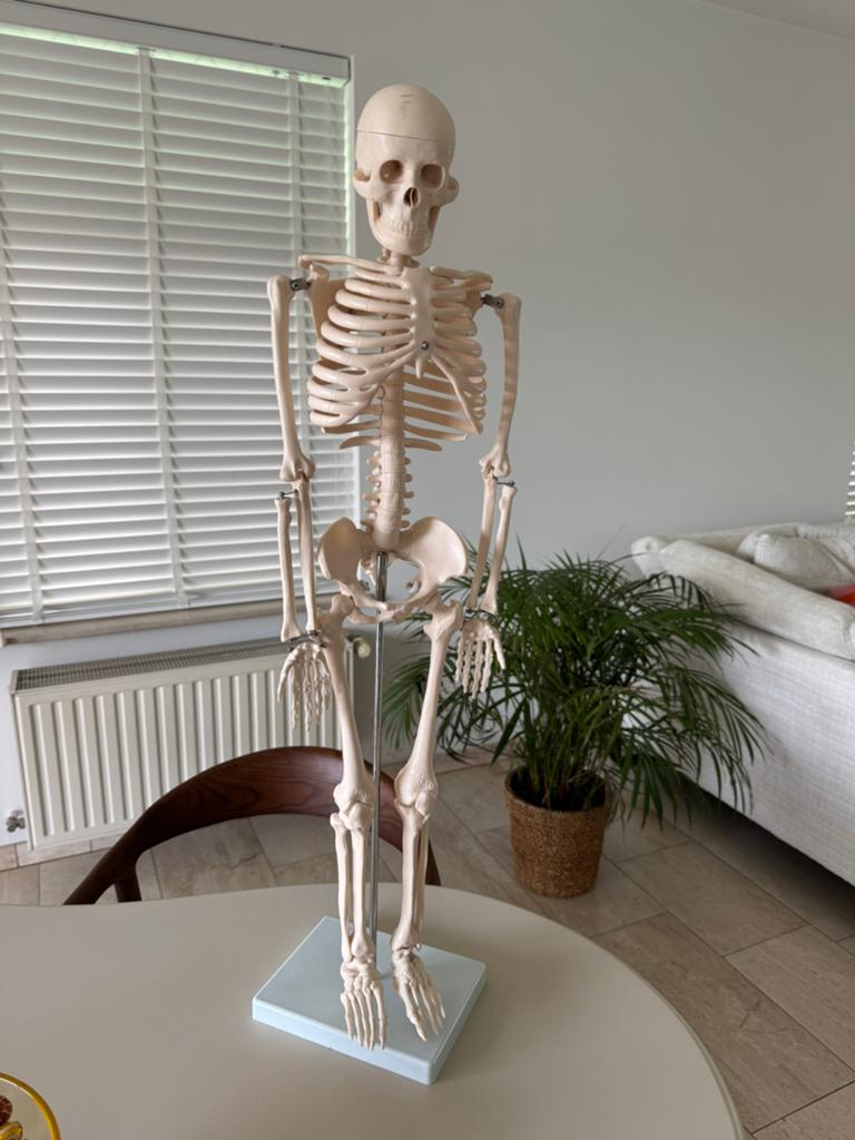 Menselijk skeletmodel - 85 cm, Enlèvement, Comme neuf