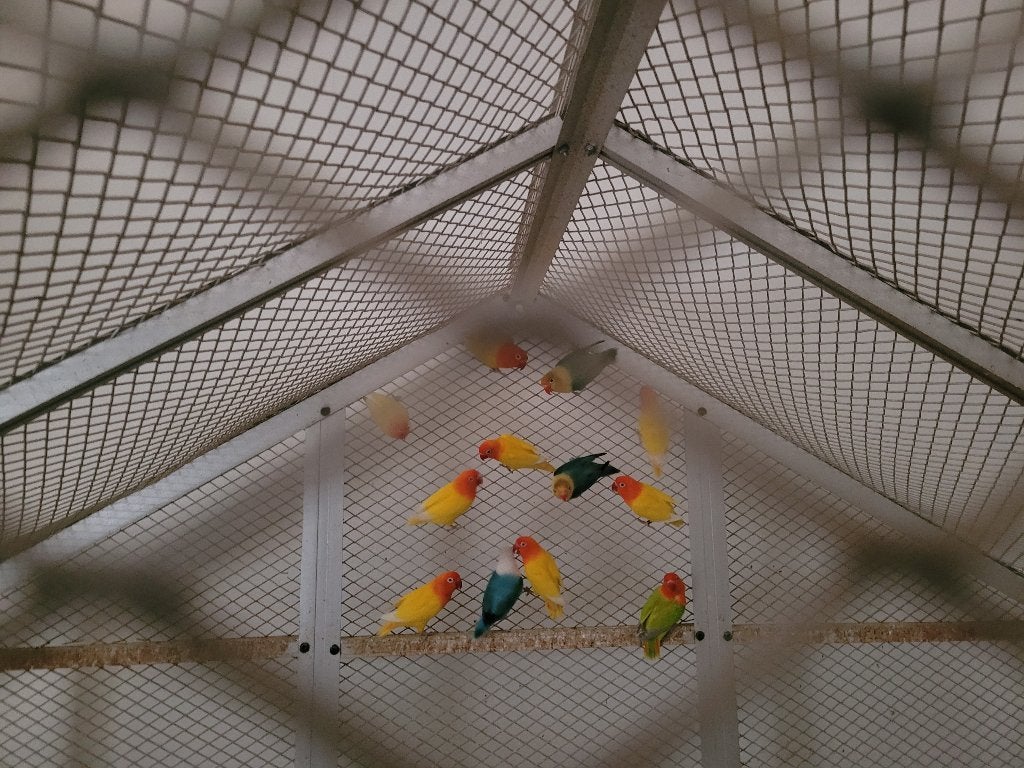 Fisheries, Dieren en Toebehoren, Vogels | Parkieten en Papegaaien