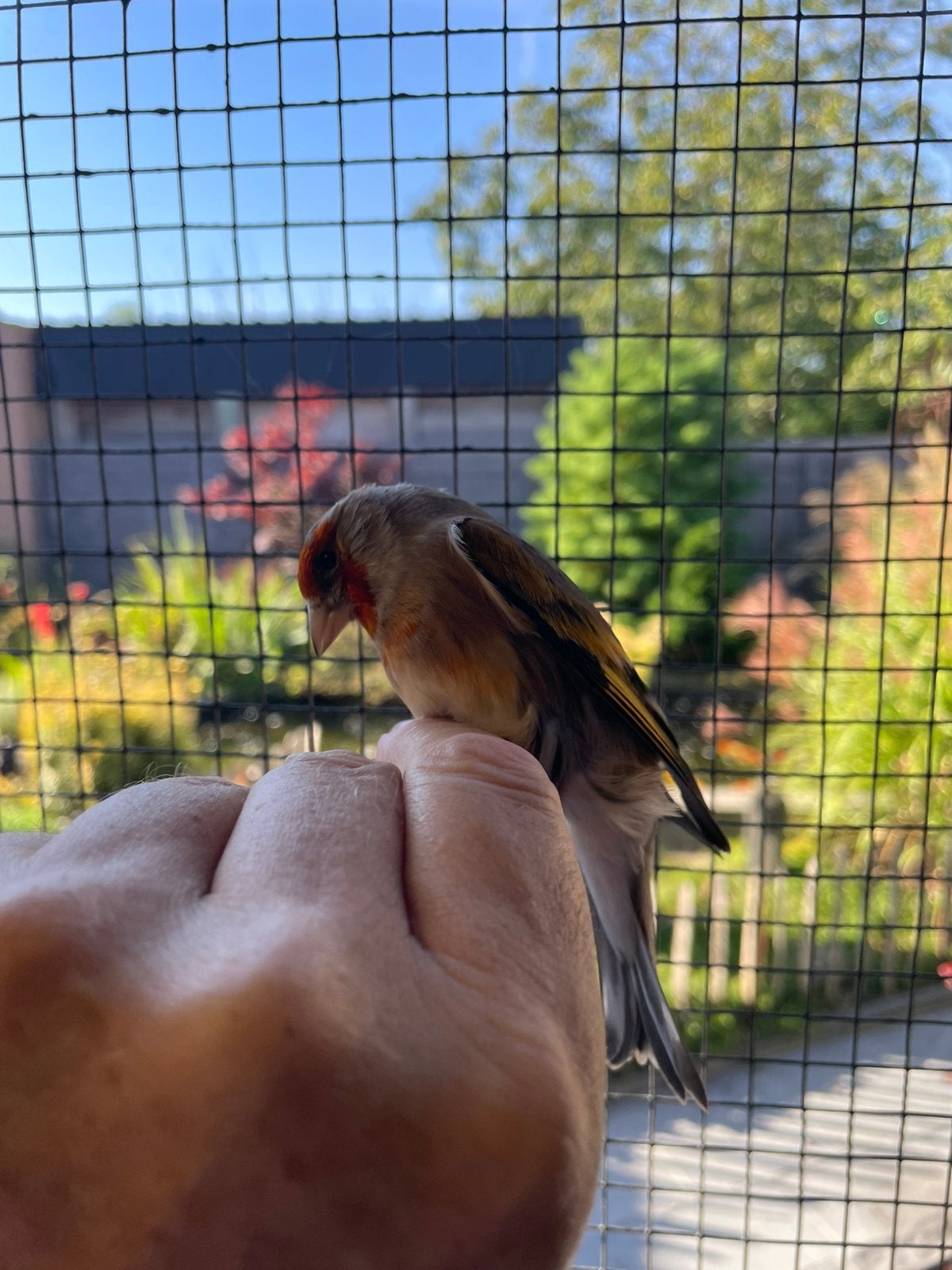 Canaris arlequins, Femelle, Oiseau chanteur sauvage
