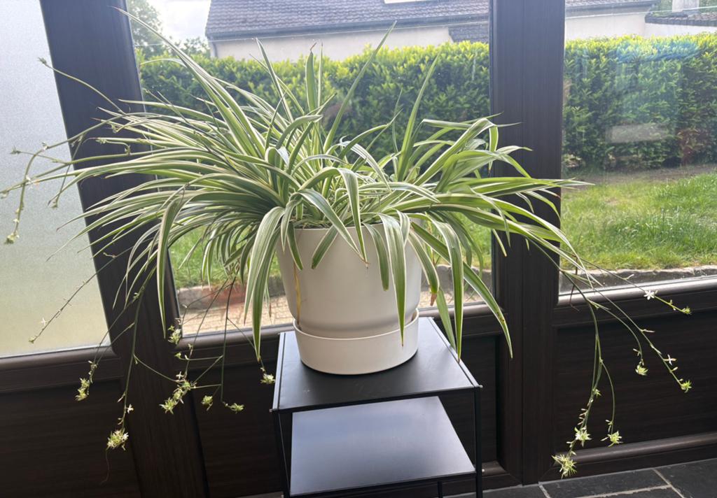 Graslelie, Huis en Inrichting, Kamerplanten, Ophalen