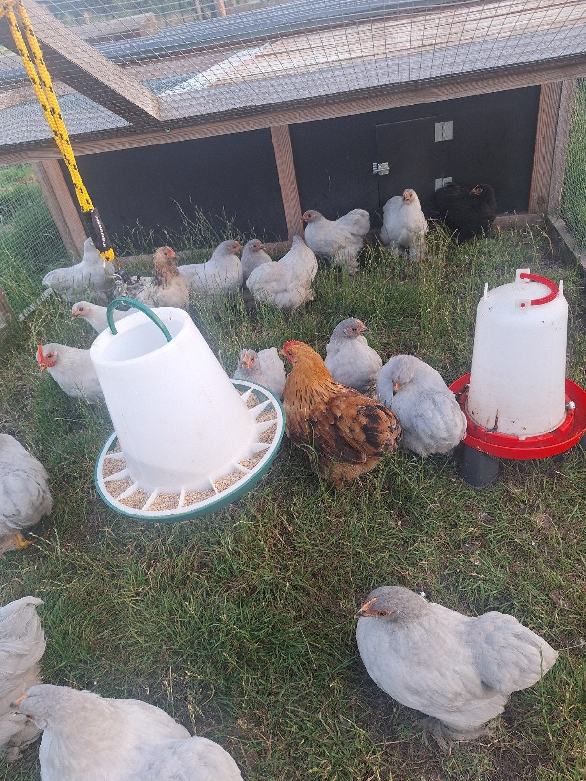 Cochin kriel hennetjes, Animaux & Accessoires, Volatiles, Poule ou poulet, Femelle
