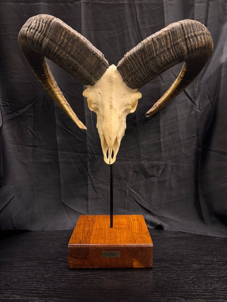 Wilde Mouflon Ramschedel, Enlèvement ou Envoi, Neuf, Animal sauvage, Crâne