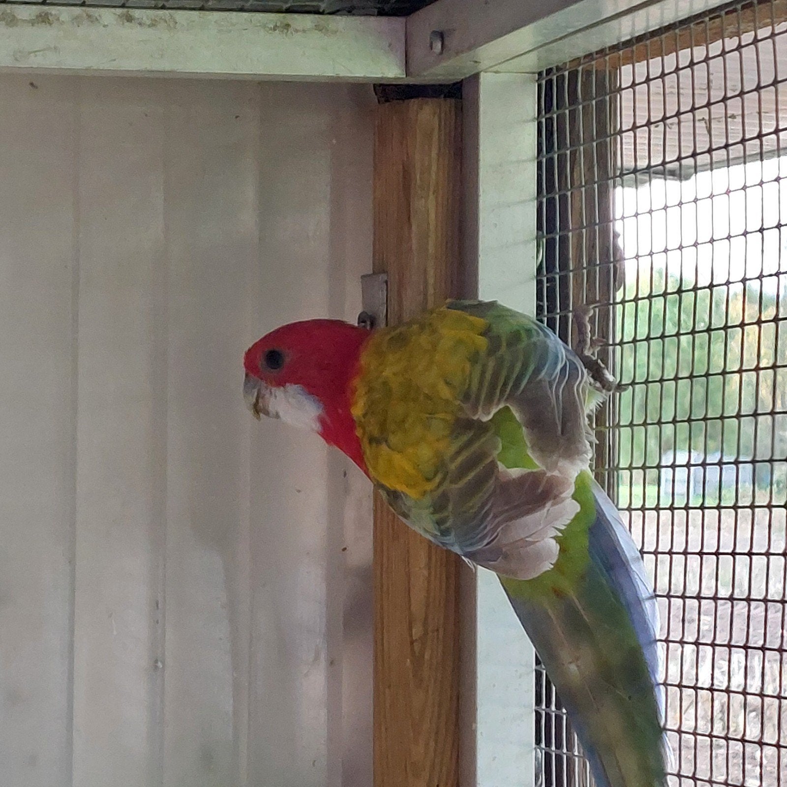 rosella parkieten, Femelle, Perruche, Bagué