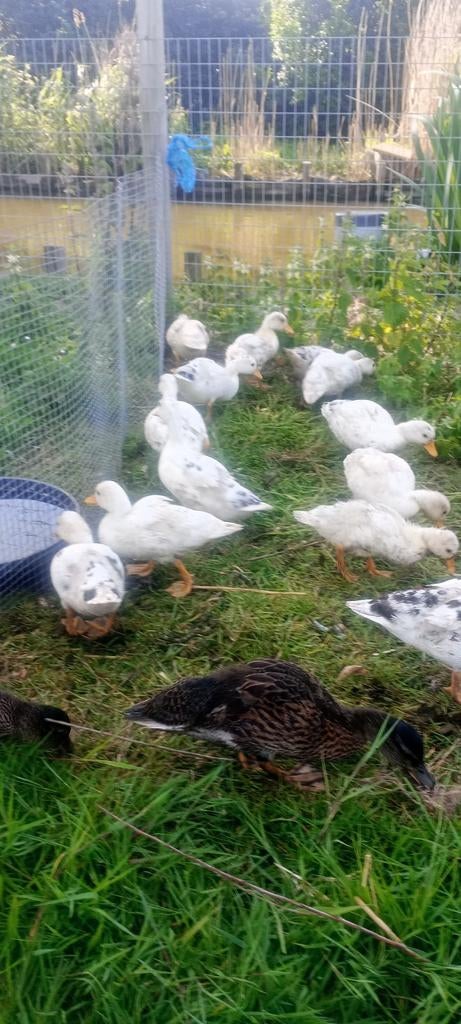 Hollandse kwakers, Dieren en Toebehoren, Pluimvee