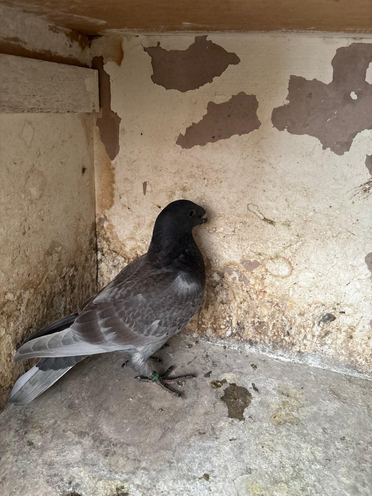 Show duif american, Dieren en Toebehoren, Vogels | Duiven