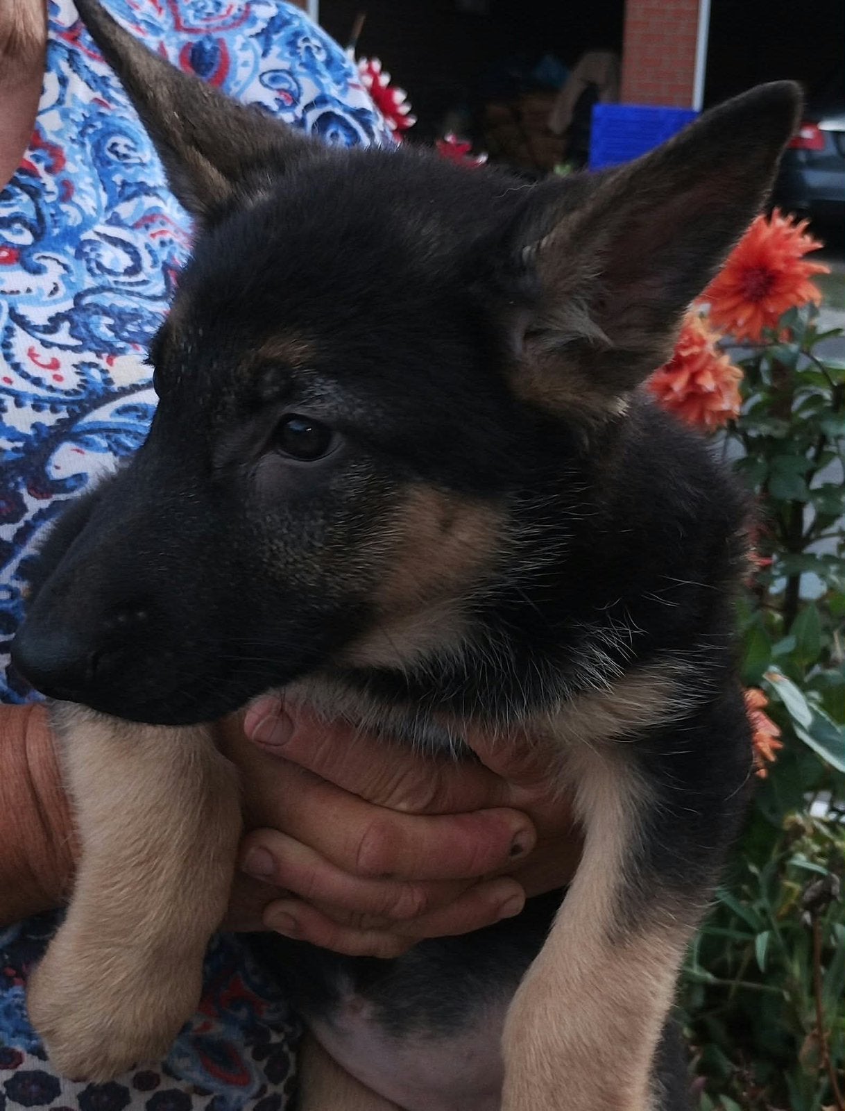 Duitse herder, Dieren en Toebehoren, België, CDV (hondenziekte), 8 tot 15 weken, Teef