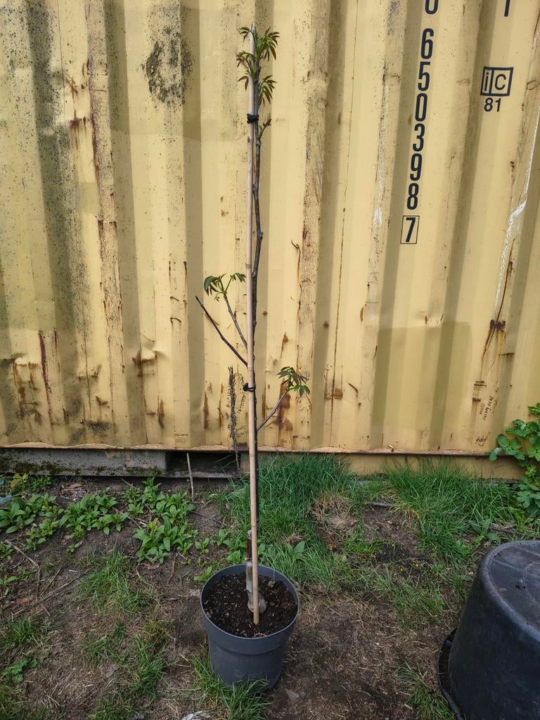 Walnoten boom buccaneer 1m50 a 2m te koop Intermassa BV, Tuin en Terras, Ophalen, In pot