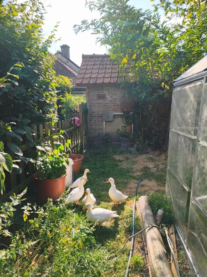 Jonge Hollandse kwakers (wit) zoeken een nieuwe thuis, Canard