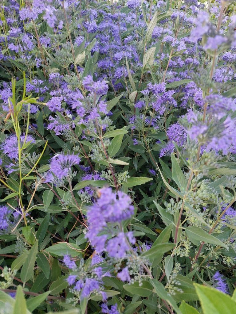 Blauwe spirea, blauwbaard of caryopterix Heavenly, Tuin en Terras, Planten | Tuinplanten, Volle zon, Vaste plant, Zomer, Ophalen