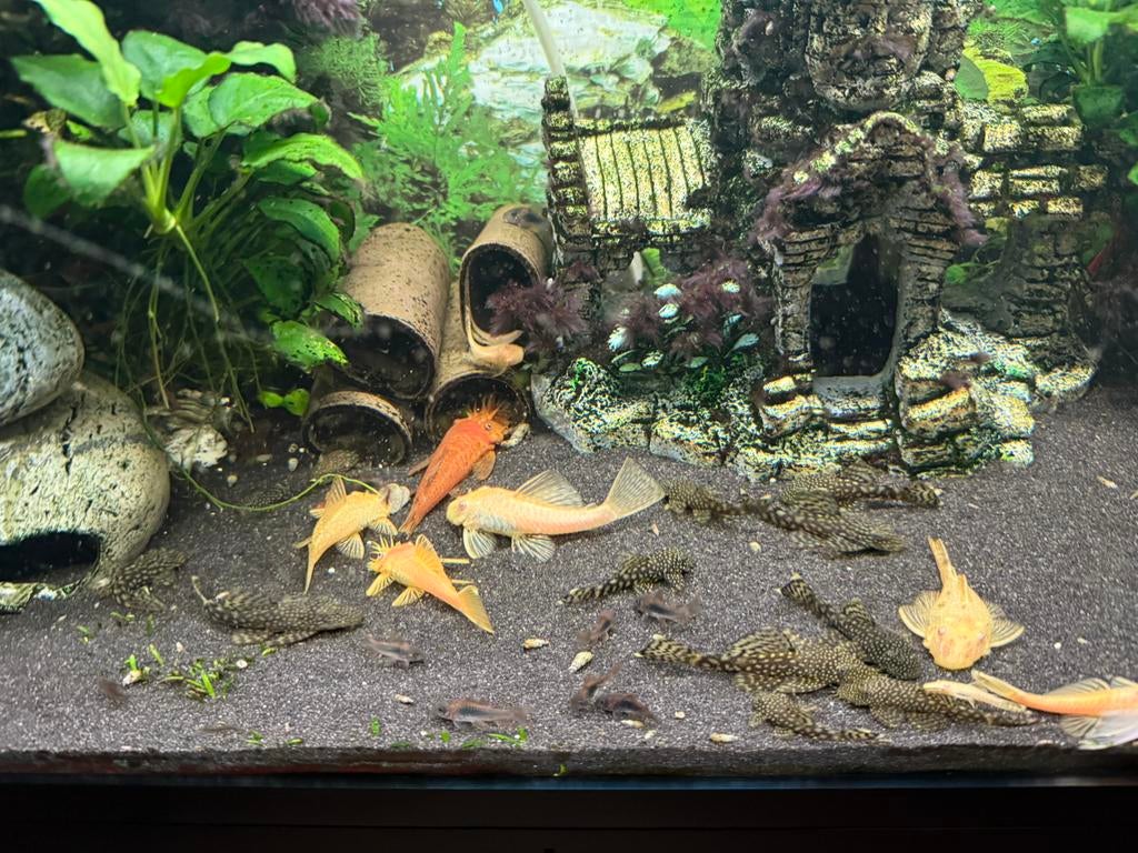 Ancistrusen, borstelneus algeneter pleco gele en zwarte, Dieren en Toebehoren, Zoetwatervis