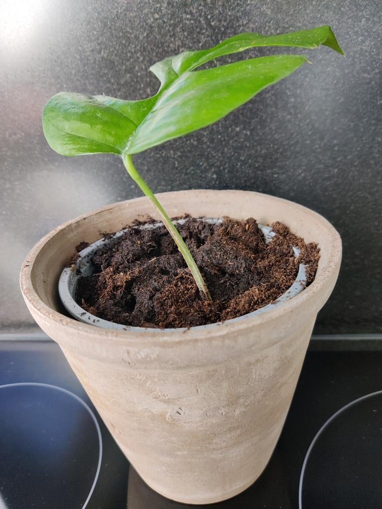 Monstera minima, Huis en Inrichting, Kamerplanten, Ophalen of Verzenden