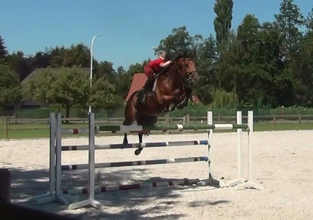 Aide à l'écurie Rider Groom, Plusieurs animaux, Z, Cheval de saut, Avec pedigree