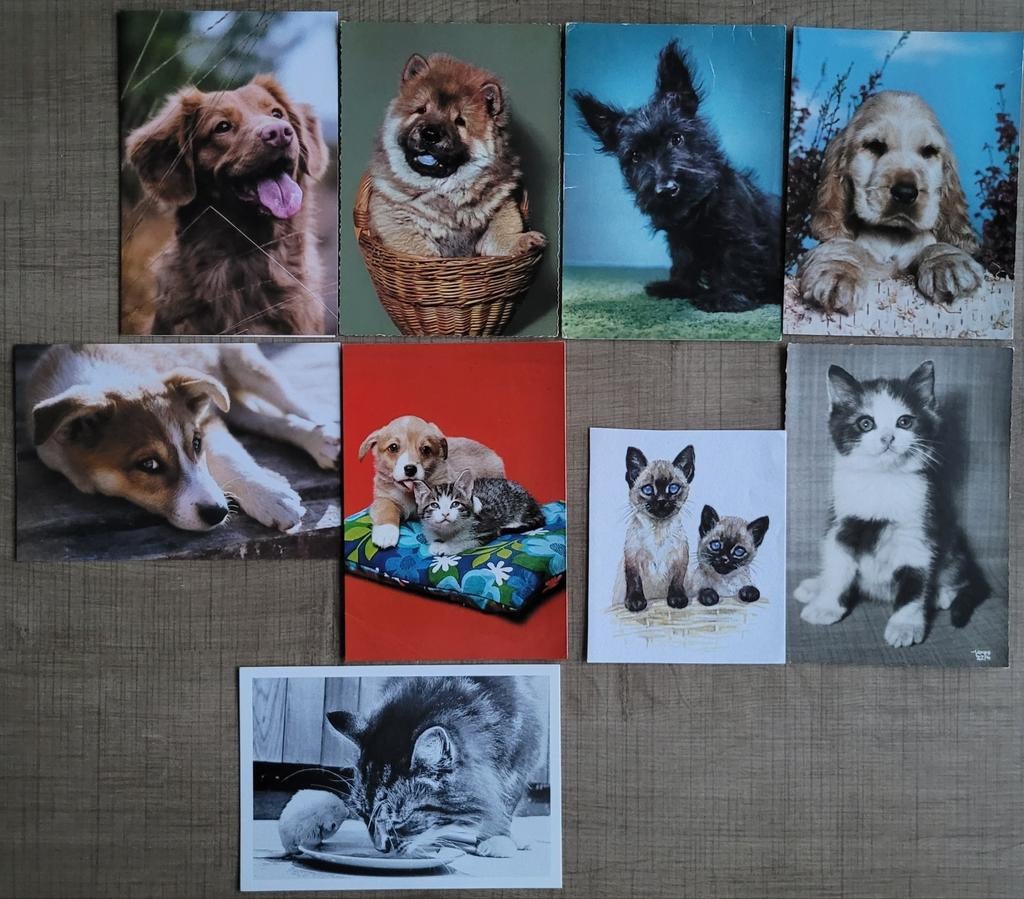 9 postkaarten/ wenskaarten: honden en katten, Collections, Cartes postales | Animaux, Enlèvement ou Envoi, Affranchie, Chien ou Chat
