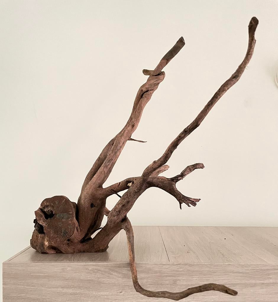 Branche racine aquarium/terrarium, Enlèvement, Comme neuf