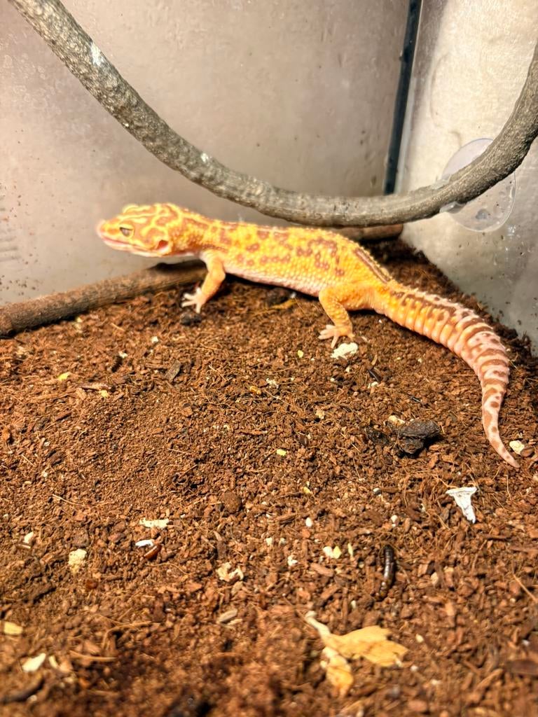 Tanjuine te koop, Dieren en Toebehoren