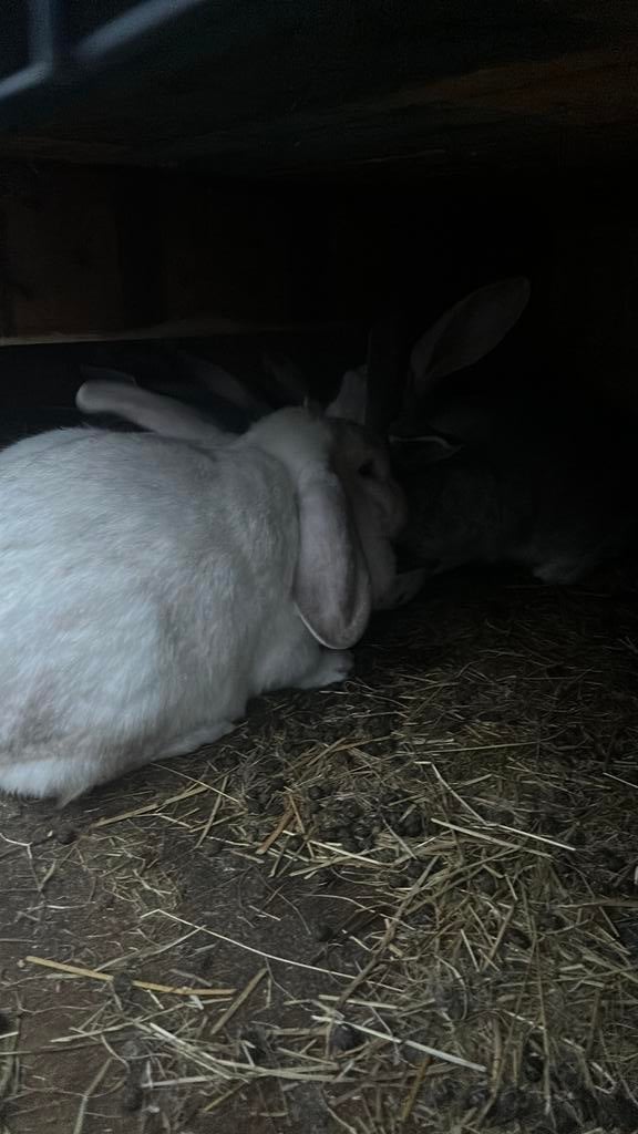 Het is een meisje zwart met wit en is heel tam, Femelle, Taille moyenne, Oreilles tombantes, 0 à 2 ans