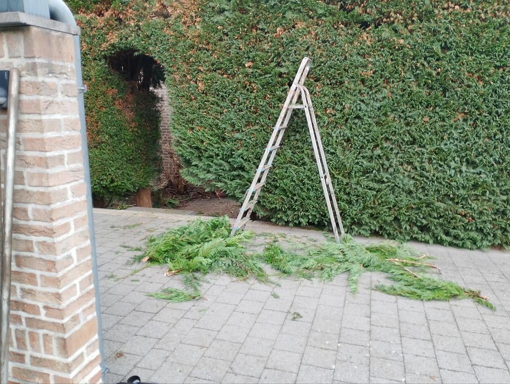 Tuinonderhoud snoeien snoeiwerk, hagen, struiken bomen