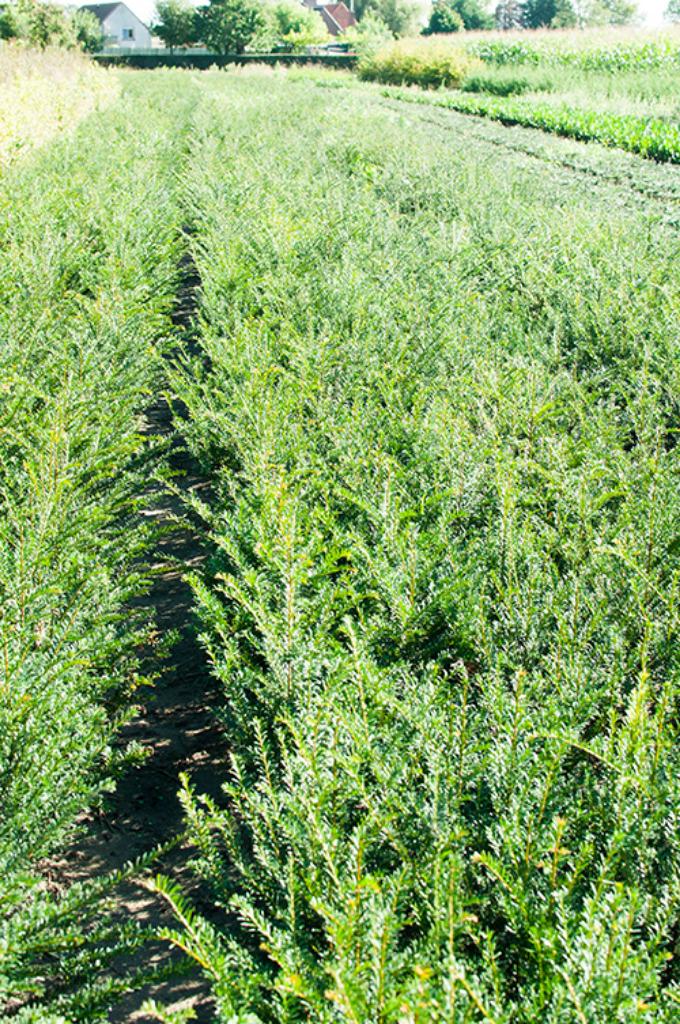 Taxus baccata, Ophalen, Taxus