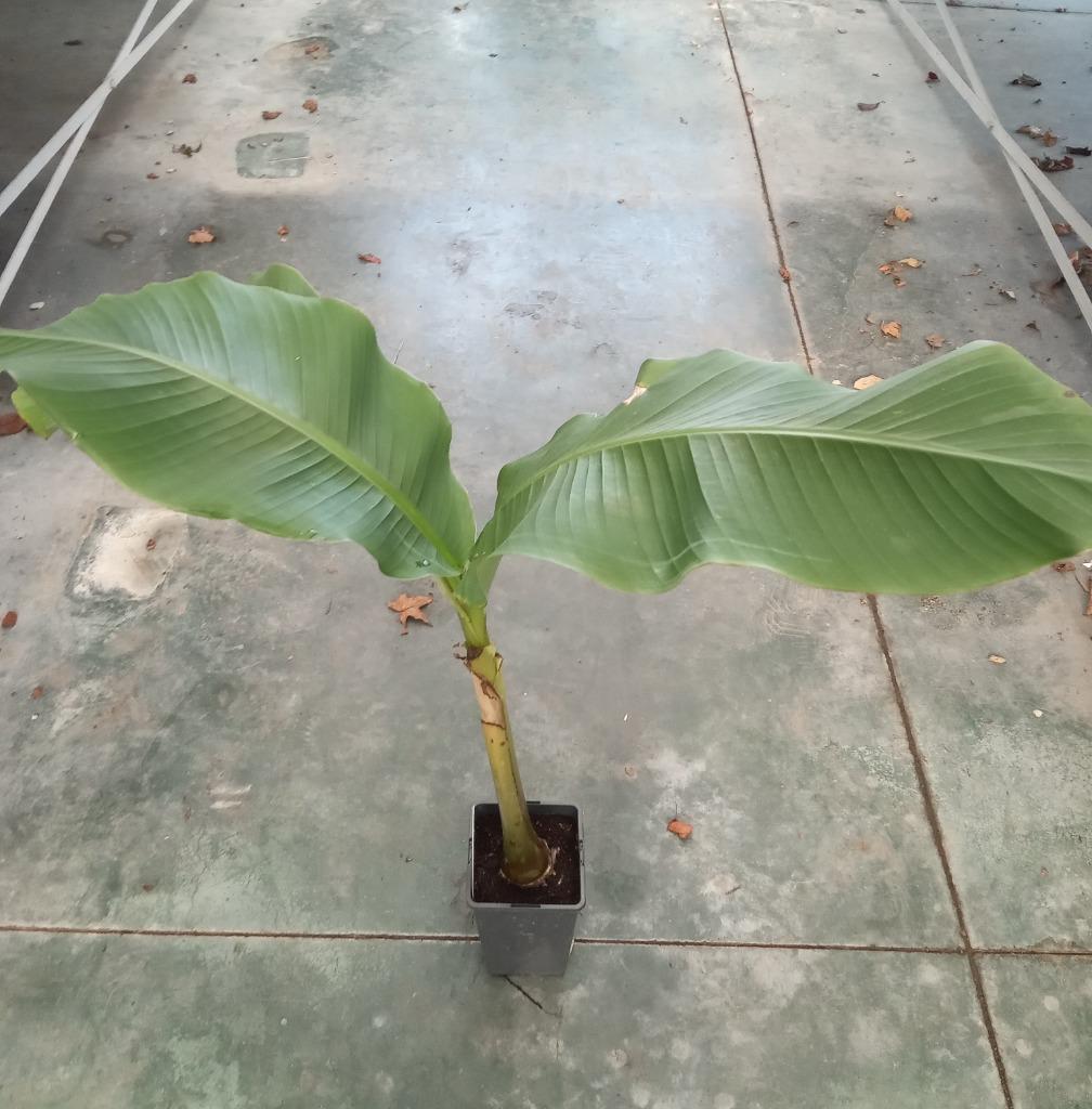 Musa basjoo, Tuin en Terras, Ophalen